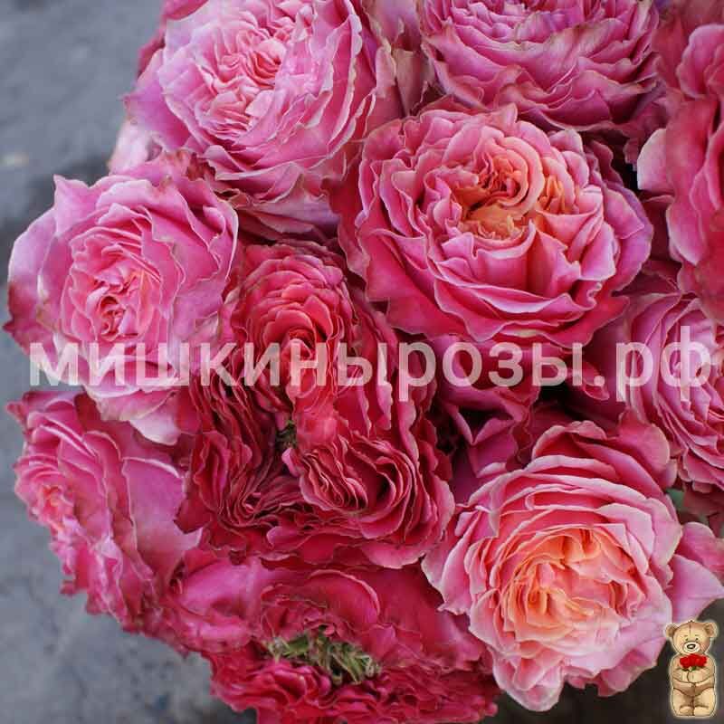 Кантри Гарден (Country Garden) - Чайно-гибридные розы - Розы - Каталог